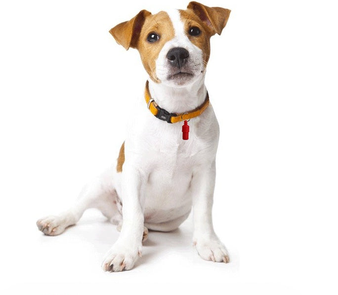 Pet Pendant Anti-lost Address Card Cat And Dog El Pazar