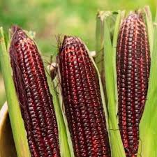 Bulk Tanzanian Red Corn – Nutrient-Rich Maize for Global Markets