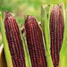 Bulk Tanzanian Red Corn – Nutrient-Rich Maize for Global Markets