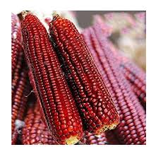 Red Maize from Tanzania – Natural, Non-GMO, and Export Ready