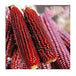 Red Maize from Tanzania – Natural, Non-GMO, and Export Ready