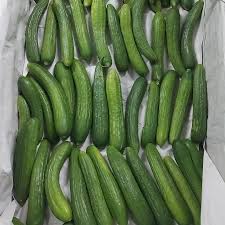 Syrian Cucumbers – Premium Fresh Cucumbers for Export