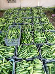 Syrian Cucumbers – Premium Fresh Cucumbers for Export
