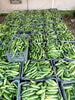 Syrian Cucumbers – Premium Fresh Cucumbers for Export
