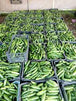Syrian Cucumbers – Premium Fresh Cucumbers for Export