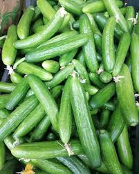 Syrian Cucumbers – Premium Fresh Cucumbers for Export