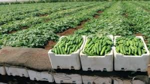 Syrian Cucumbers – Premium Fresh Cucumbers for Export