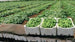 Syrian Cucumbers – Premium Fresh Cucumbers for Export