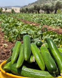 Syrian Cucumbers – Premium Fresh Cucumbers for Export
