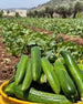 Syrian Cucumbers – Premium Fresh Cucumbers for Export
