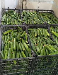 Syrian Cucumbers – Premium Fresh Cucumbers for Export