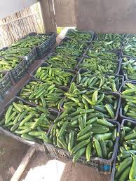 Syrian Cucumbers – Premium Fresh Cucumbers for Export
