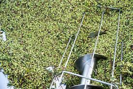 Syrian Olives – Premium Fresh & Processed for Export