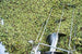 Syrian Olives – Premium Fresh & Processed for Export