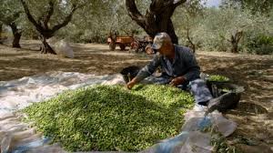 Syrian Olives – Premium Fresh & Processed for Export - Best
