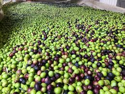 Syrian Olives – Premium Fresh & Processed for Export