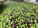 Syrian Olives – Premium Fresh & Processed for Export