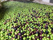 Syrian Olives – Premium Fresh & Processed for Export