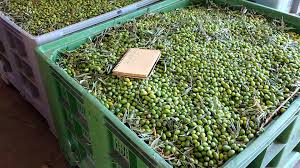 Syrian Olives – Premium Fresh & Processed for Export