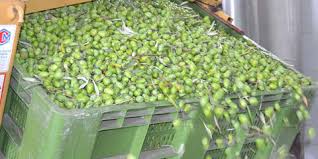 Syrian Olives – Premium Fresh & Processed for Export