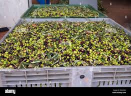 Syrian Olives – Premium Fresh & Processed for Export
