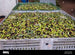 Syrian Olives – Premium Fresh & Processed for Export