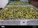 Syrian Olives – Premium Fresh & Processed for Export