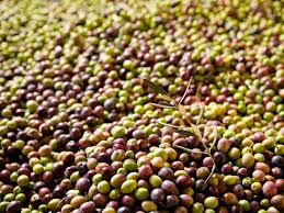Syrian Olives – Premium Fresh & Processed for Export