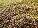 Syrian Olives – Premium Fresh & Processed for Export