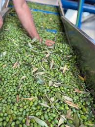 Syrian Olives – Premium Fresh & Processed for Export