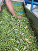 Syrian Olives – Premium Fresh & Processed for Export