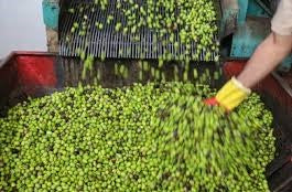 Syrian Olives – Premium Fresh & Processed for Export
