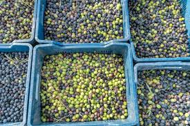 Syrian Olives – Premium Fresh & Processed for Export Golden Olive