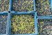 Syrian Olives – Premium Fresh & Processed for Export Golden Olive