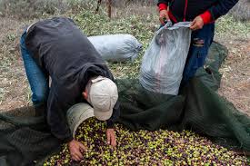 Syrian Olives – Premium Fresh & Processed for Export