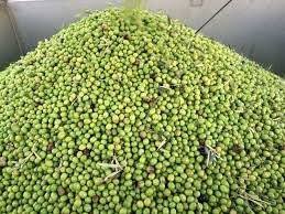 Syrian Olives – Premium Fresh & Processed for Export