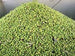 Syrian Olives – Premium Fresh & Processed for Export