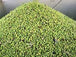Syrian Olives – Premium Fresh & Processed for Export