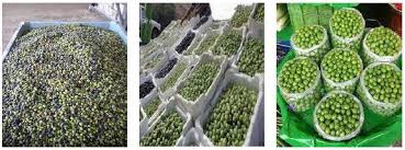 Syrian Olives – Premium Fresh & Processed for Export