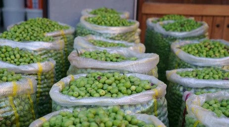Syrian Olives – Premium Fresh & Processed for Export
