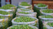 Syrian Olives – Premium Fresh & Processed for Export