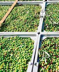Syrian Olives – Premium Fresh & Processed for Export