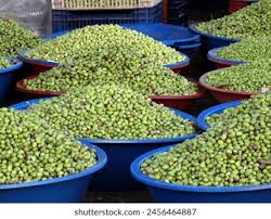 Syrian Olives – Premium Fresh & Processed for Export