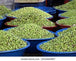 Syrian Olives – Premium Fresh & Processed for Export