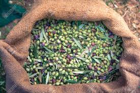 Syrian Olives – Premium Fresh & Processed for Export