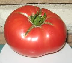 Syrian Tomato – Fresh, Flavorful, and Sun-Ripened