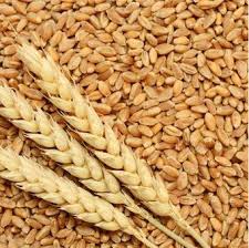 Tanzania Wheat Supplier – Bulk Wheat Grain for Flour Mills