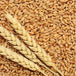 Tanzania Wheat Supplier – Bulk Wheat Grain for Flour Mills