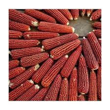 Tanzanian Red Corn – Premium Grade Maize for Export