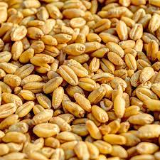 Tanzanian Wheat – High-Quality Grain for Global Markets